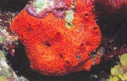 Diplastrella sp..jpg