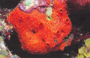 Diplastrella sp..jpg