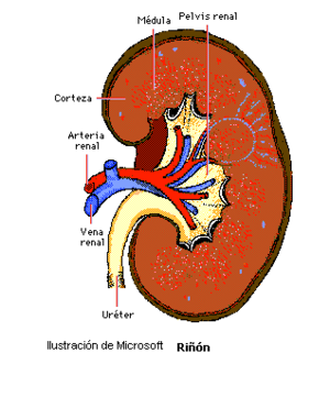 Filtrado glomerular.png