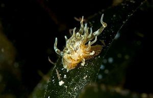 Paranemonia cinerea.jpg