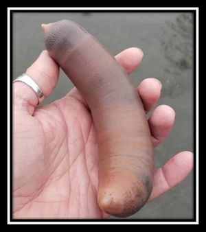 Pez pene 2.jpg