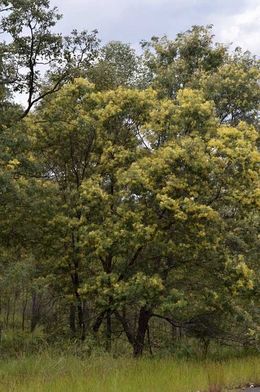 Acacia glaucocarpa.jpg