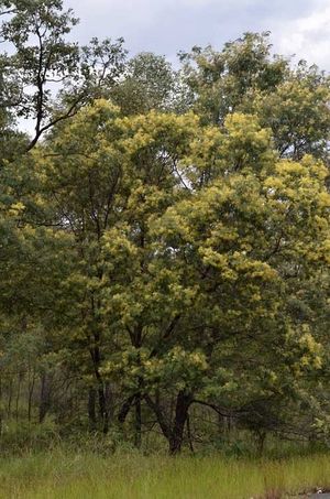 Acacia glaucocarpa.jpg