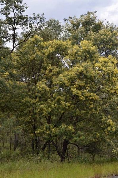 Archivo:Acacia glaucocarpa.jpg
