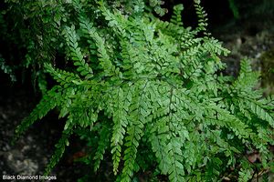 Adiantum silvaticum.jpg