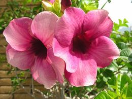 Allamandablanchetii.jpg
