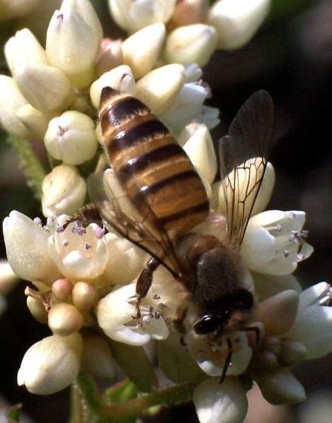 Archivo:Cerana.jpg