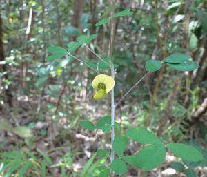 Crotalaria lotifolia.jpeg