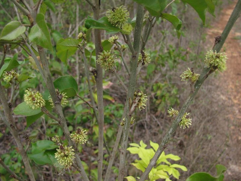 Archivo:Croton icche.JPG