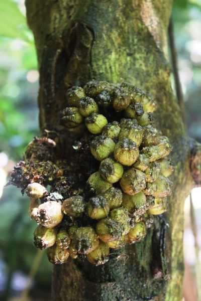 Archivo:Ficus albomaculata frutos.jpg