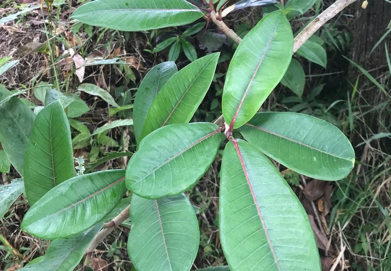 Archivo:Ficus davidsoniae.jpg