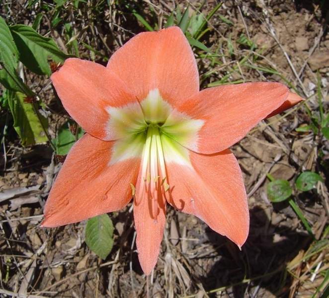 Archivo:Hippeastrum puniceum flor.jpg