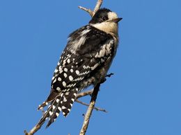Melanerpes24.jpg