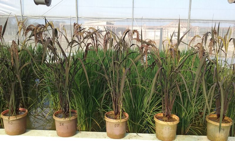 Archivo:Plantas arroz negro maceta.jpg