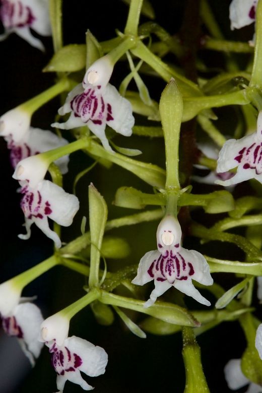 Epidendrum scriptum - EcuRed