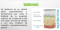 2epidermis.PNG