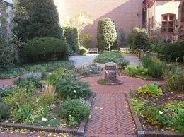 800px-Benjamin Rush Medicinal Plant Garden - IMG 7239.JPG