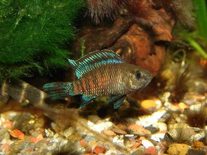 Badis Buchanani.jpeg