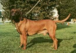 Bavarian-mountain-scenthound.jpg