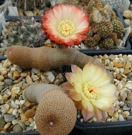 Echinopsis bonnieae 24531 l.jpg
