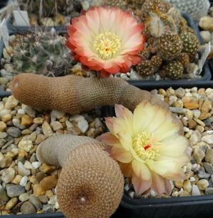Echinopsis bonnieae 24531 l.jpg
