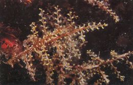 Thyroscyphus ramosus.jpg