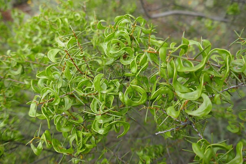 Archivo:Acacia colletioides 4.jpg