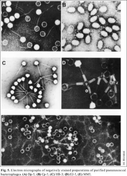 Archivo:Agentes antibacterianos.jpg