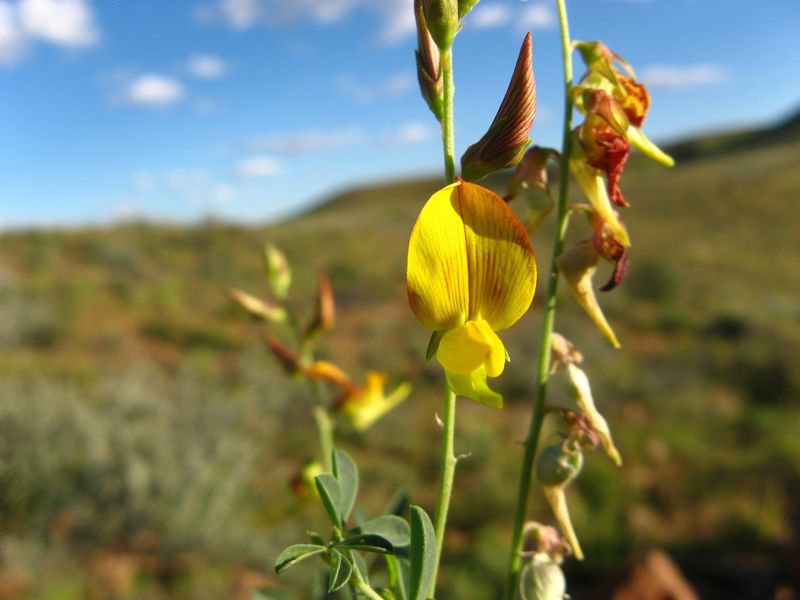 Archivo:Crotalaria leubnitziana 2.jpg