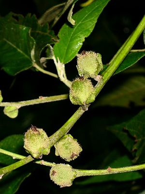 Croton alchorneicarpus.jpg