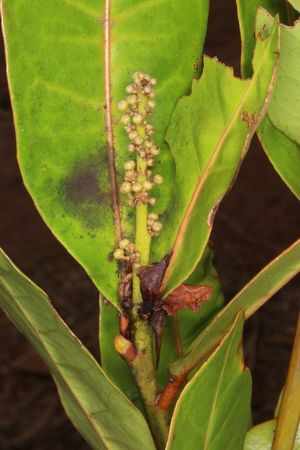 Croton tanalorum.jpg