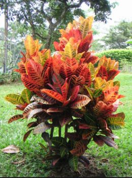 Crotonoideae.png