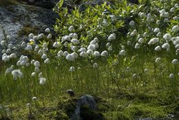 Eriophorum23.jpg