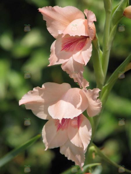 Archivo:Gladiolo rosa.jpg