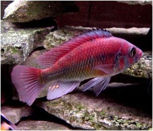 Haplochromis sp “Kioga all red”.JPG