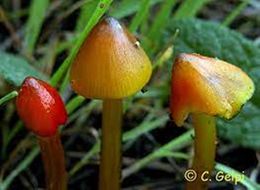 Hygrocybe tristiss.jpg