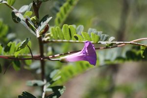 Ipomoea dumetorum.jpeg