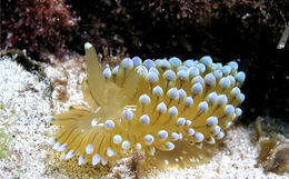 Janolus cristatus v4.jpg