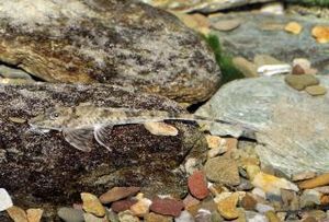 Loricaria tucumanensis.jpg