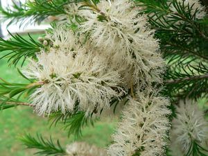 Melaleuca armillaris .JPG