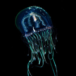 Olindias phosphorica.jpg