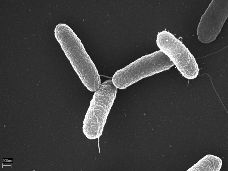 Archivo:Salmonella typhimurium.png
