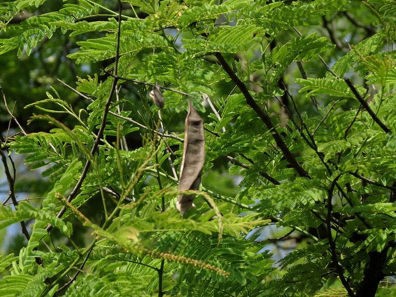 Archivo:Acacia ferruginea 1.jpg