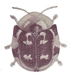 Agroiconota camagueyana.jpg