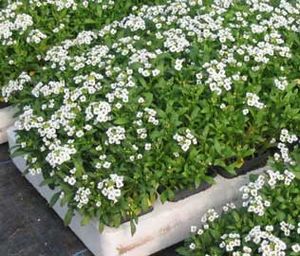 Alyssum-maritimum.jpg