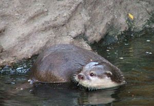 Aonyx cinerea.jpg