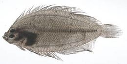 Arnoglossus capensis.jpg