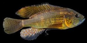 Astatoreochromis alluaudi.jpg