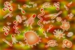 Bacterias mesófilas.jpg
