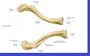 Clavicula del cuerpo.JPG